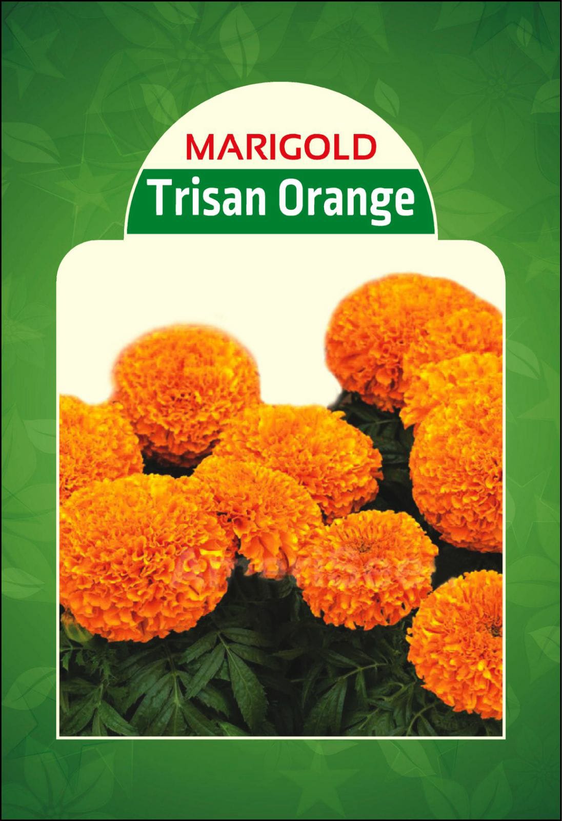 Marigold Trisan Orange